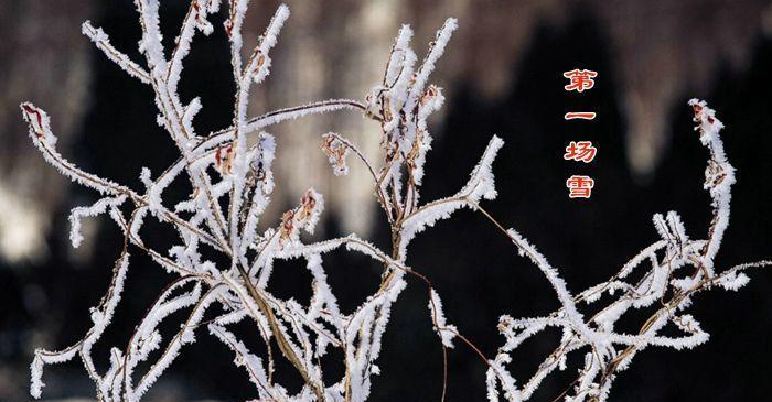 寒梅傲雪，银装素裹，静谧如画（寒梅傲雪）