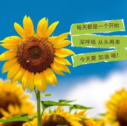 阳光励志：让心灵的花儿开放