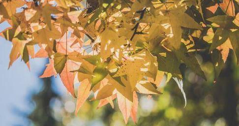 芳醇岁月（酒香渐浓）