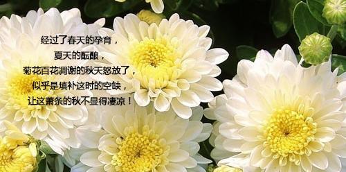 《寒露之美》