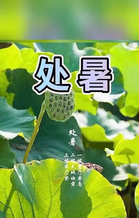 2024年处暑祝福——清凉之感（以唯美的短句）