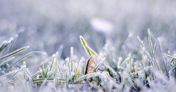 《雪落彼岸，寒梅盼春》