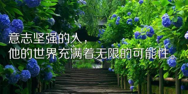 正能量之花绽放（用美丽的句子传递爱与力量）